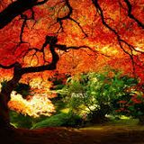 Dj Blaas - Drop The Beat 019 - Autumn