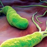 Zdravo - Helicobacter pylori - 23.03.2016.