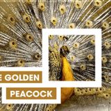 The Golden Peacock 2016