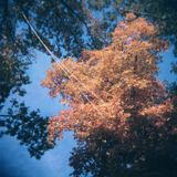 Fallse Love