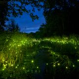 Fireflies - Thursday night Dance Temple