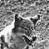 AMPUTATOR III: LONG IN THE TOOTH