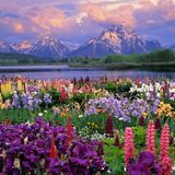 Idaz - progressive spring mix 2016