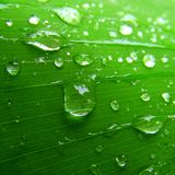 William Orbit - Water from a vine Leaf (The Transcend Main Element Reconstruction)