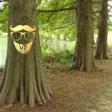 Cypress