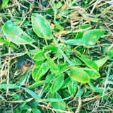 Rumex acetosa