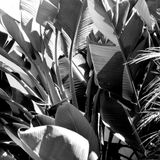 Mardi Soir Session Vol VI - Rumble in the Jungle