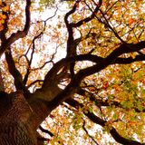 Autumn Leaves
