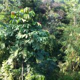 The Ecological Thought is thinking