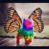 Lost Unicorn... Reward!