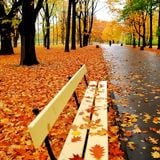 Golden Autumn