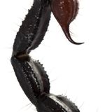 Functional Stinger