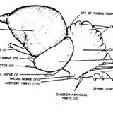 Brainrave like regular chickens