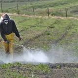 #Radioactivos XII - Control de Plagas