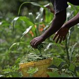 Global land issues