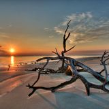 Driftwood
