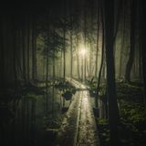 Hemisferio Boreal | Bosques boreales