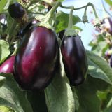 Allotment Garden