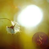 Simple Sounds, vol. 2