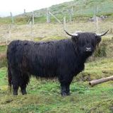 Black Cow