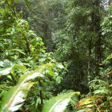 Tom Central – Jungle mix for Arts Hypnotic