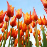 Spring Prog Mix