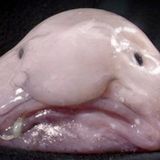 Music for Blobfish