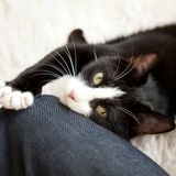 Professor Meowingtons PHD Hax
