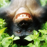 PygmyChimpanzee