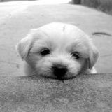 Demanding a Directorate-General for Animal Welfare - in conversation with Dr. Peter Bowen - Walker