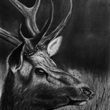 Tudor Micu -(vanatoare de cerb,second edition) Minimal Tech .NOV-2015