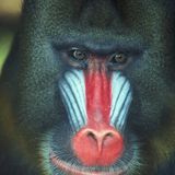 ManDriL------------------------New YeaR 2o13