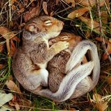 Qumulus Hibernation Studio Mix - September 2013