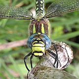 Brachytron pratense