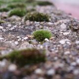 Petrichor