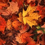 Fall Mixtape