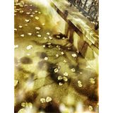 Petardj_-_Music_Is_My_Shelter