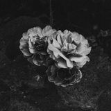 Rosed II