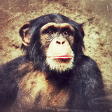 Mesmic - Apes of the Planet