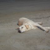 Memorys of the Magic Time in Goa 2012