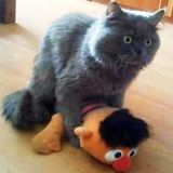 The Flying Cat