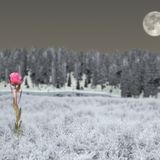 Mizz Maxine - Winter Rose