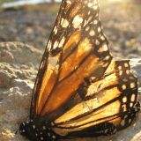 The Shoreline Butterflies by Joey Kato