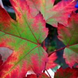 Geshe's Autumn Mix