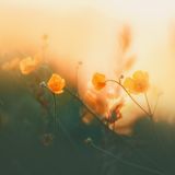 FAUR - harmony and balance