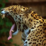MY JAGUAR