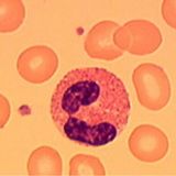 Eosinophiles