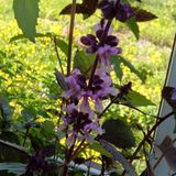 In Basil Bloom