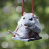 Swinging In The Rain