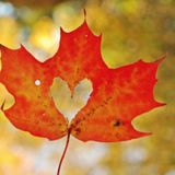 Fall Full Circle